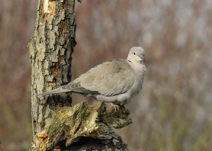 Tortora dal collare  - Streptopelia decaocto